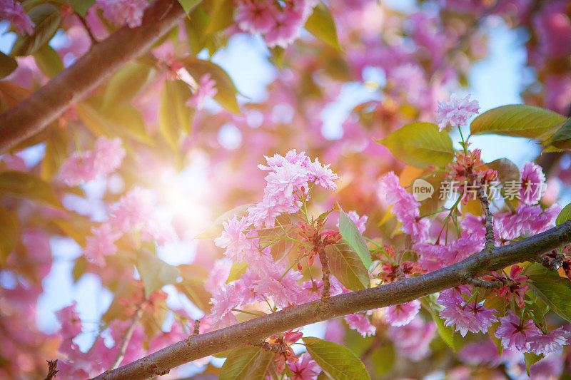 樱花，樱花