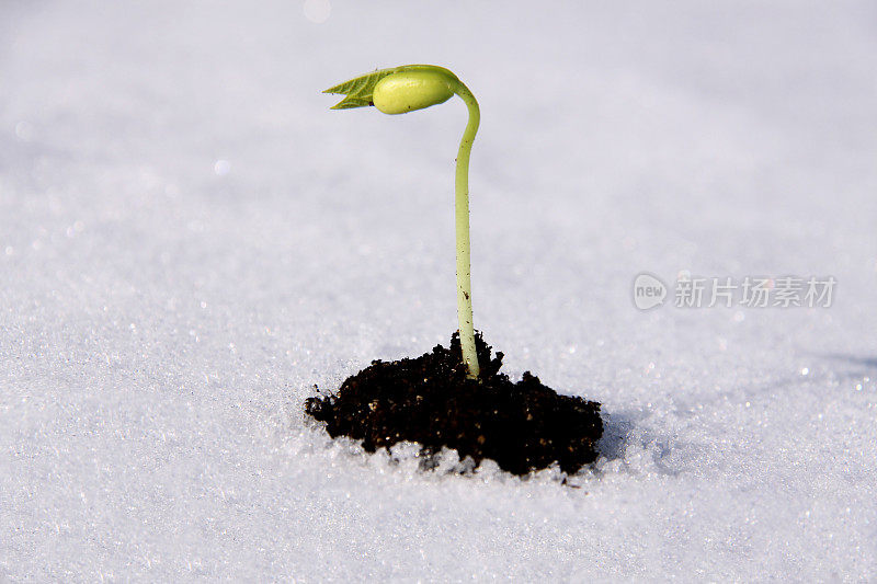 豆苗在泥土和雪中成长