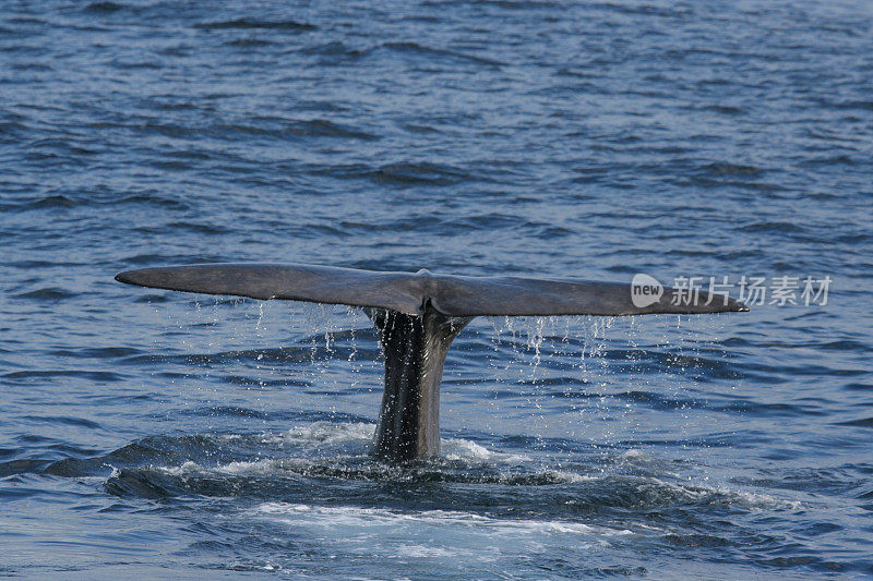 抹香鲸潜水