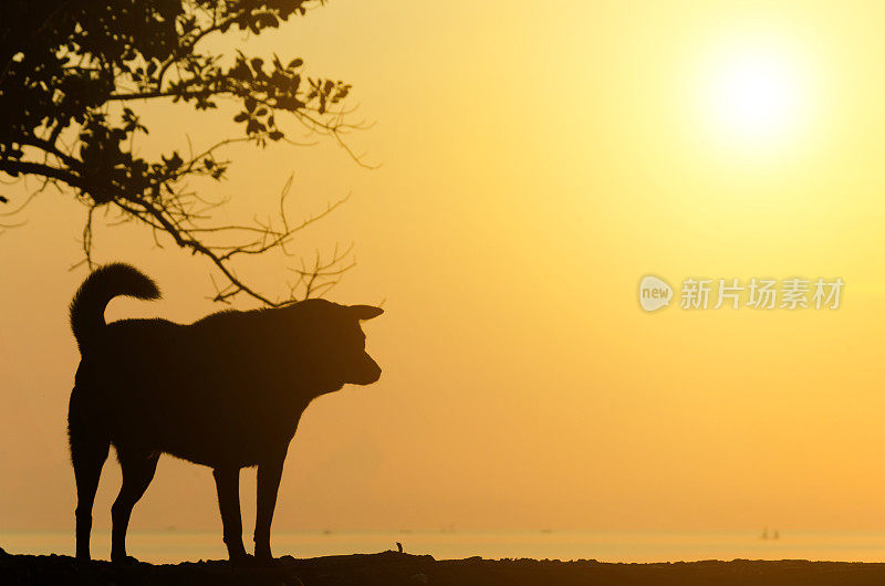 沙滩狗在日出前剪影