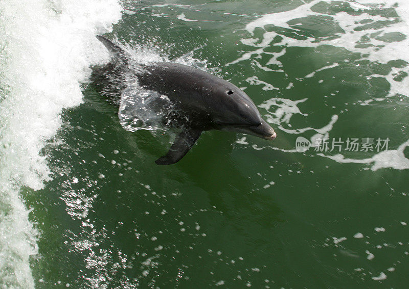 特写野生海豚浮出水面。