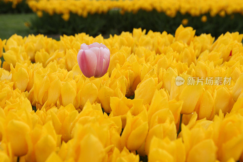 土耳其伊斯坦布尔花园里的郁金香花