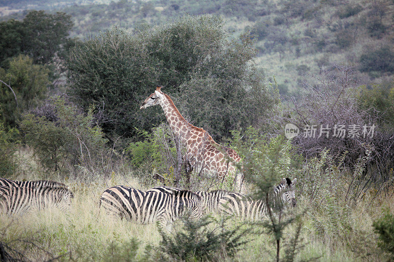 大草原上的长颈鹿和斑马