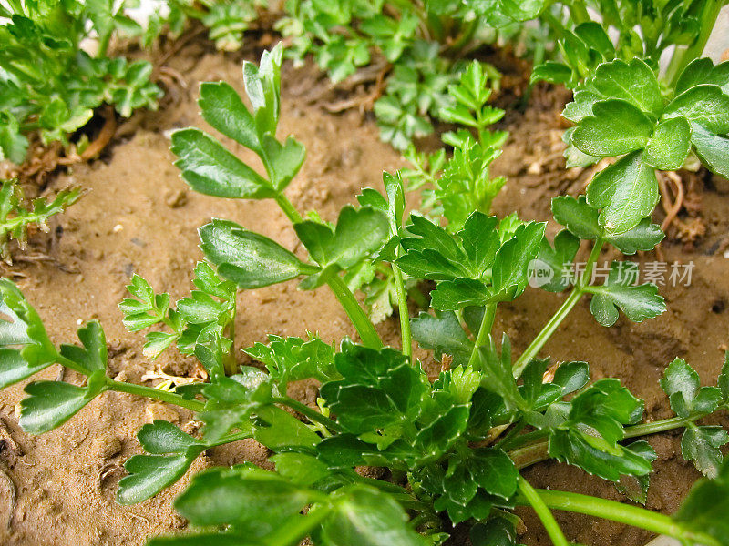 新鲜的芹菜