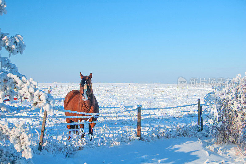 草原冬季景色有霜冻，雪和孤马