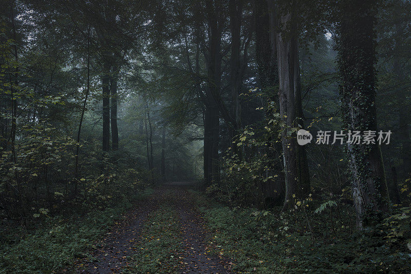 幽暗而雾蒙蒙的秋天森林里的小路