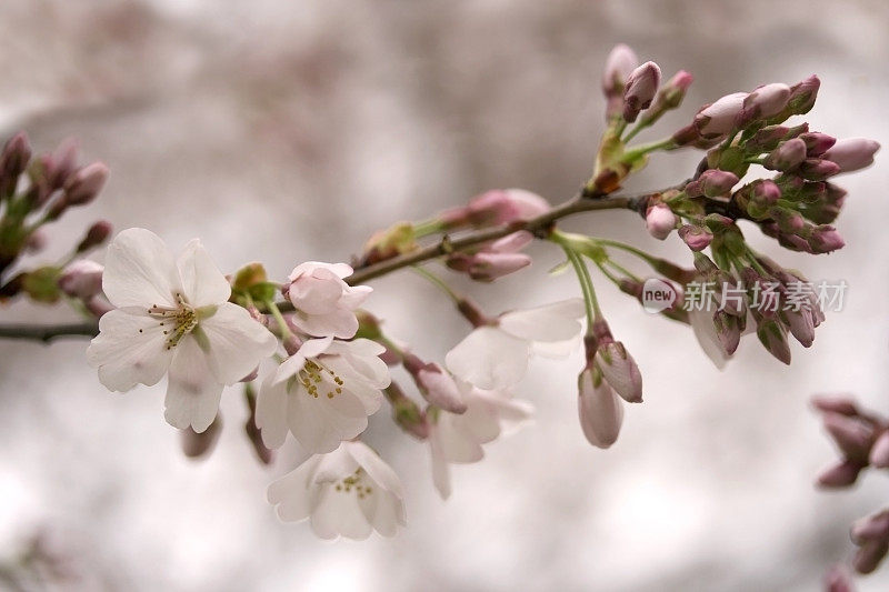 樱花