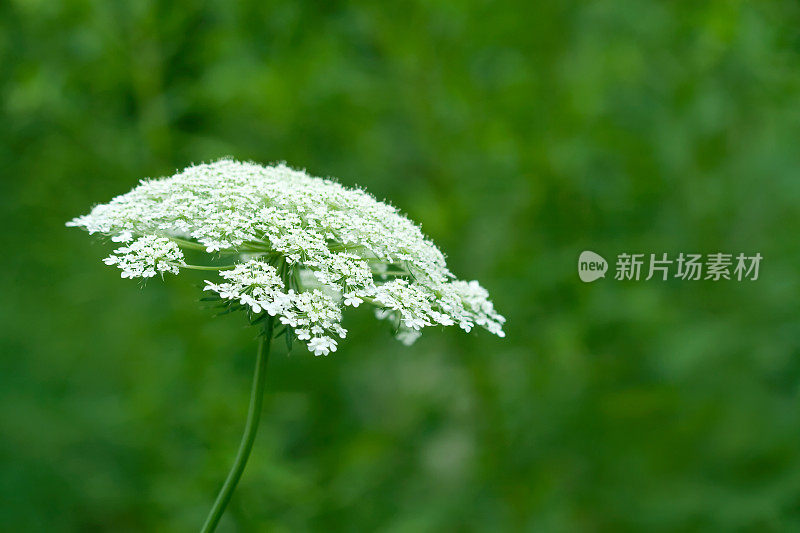 安妮女王花边