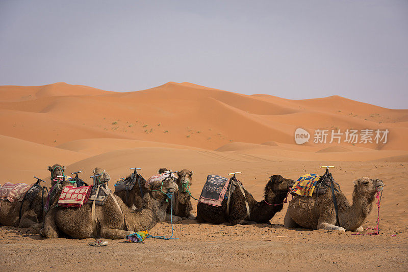 在撒哈拉沙漠徒步旅行的骆驼