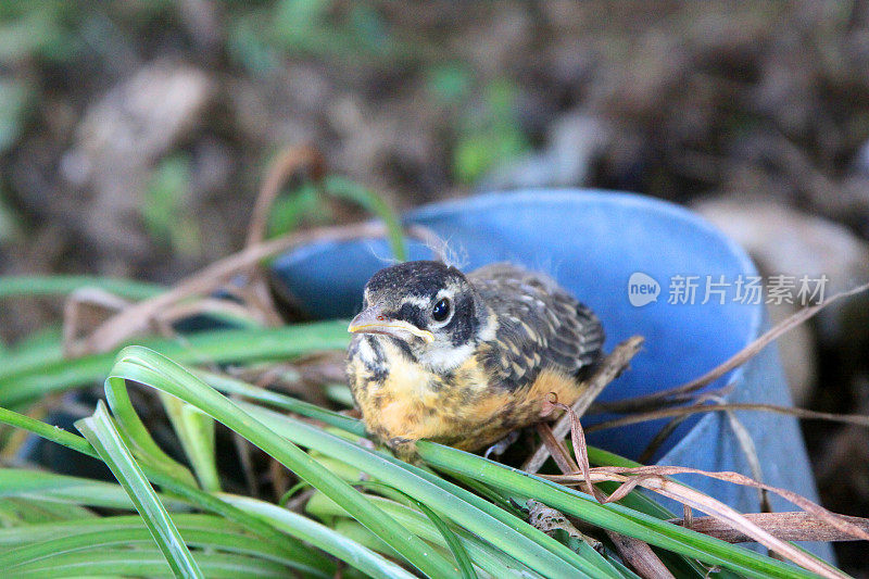 婴儿罗宾鸟