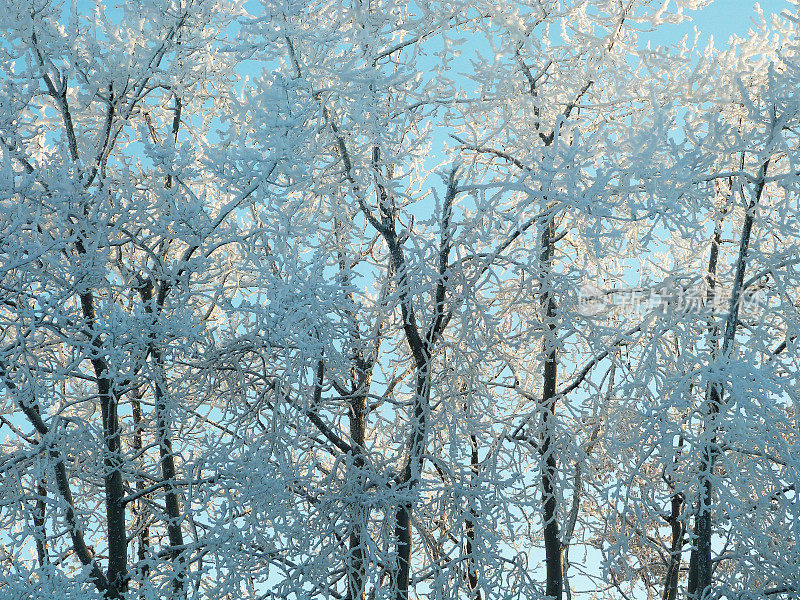 霜冻覆盖的树木在加拿大风景优美