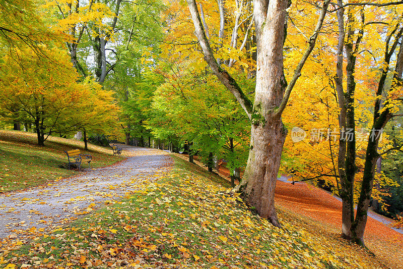 美丽的秋天景象:金色的树叶，黄色的树木，10月奥地利维也纳公园里的人行道