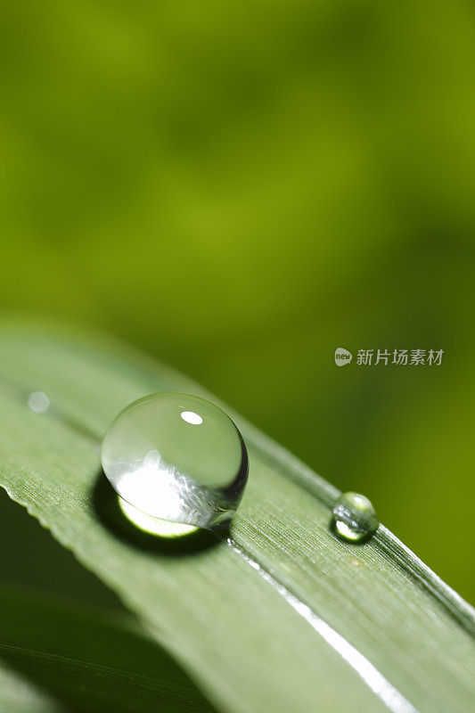 带雨滴的叶子