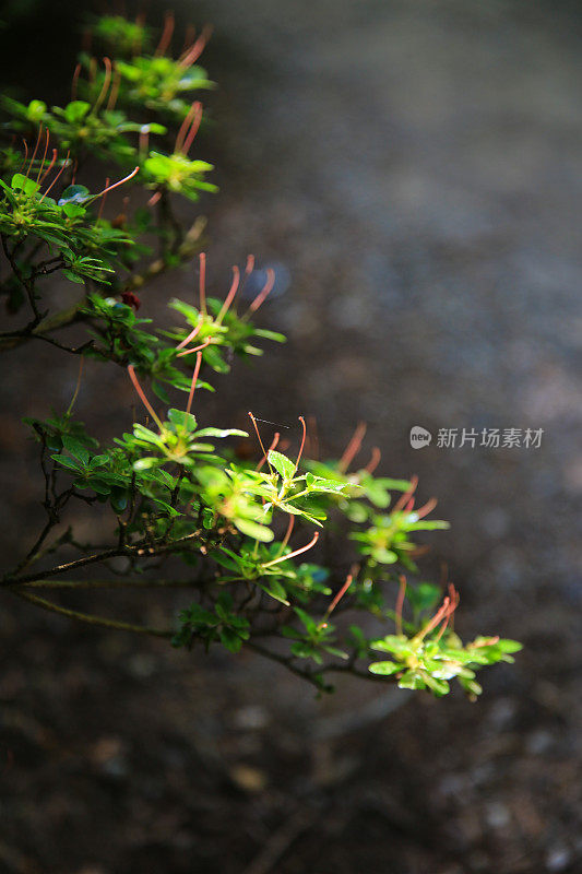 6月份的花园