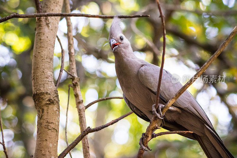 一只灰色的高飞鸟停在克尼斯纳森林的树枝上