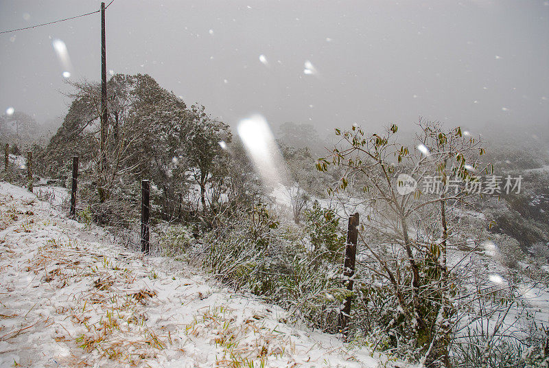 雪树-乌鲁比西，圣卡塔琳娜，巴西