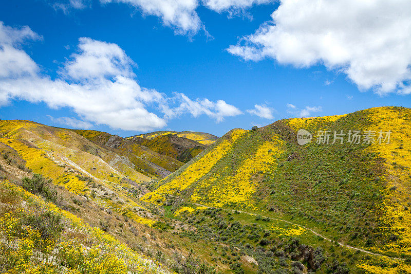 卡瑞佐平原国家纪念碑，地震山脉峡谷中的一簇簇黄花