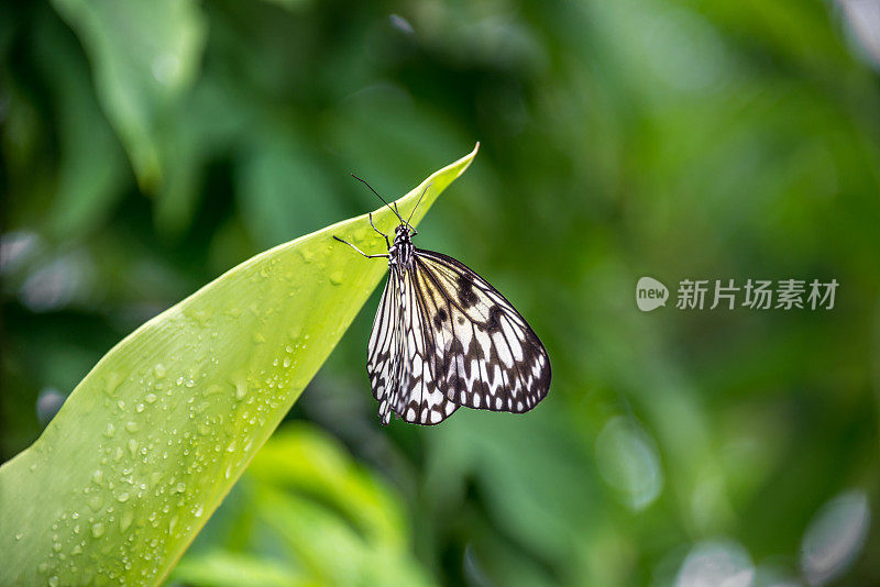 树仙女黄油