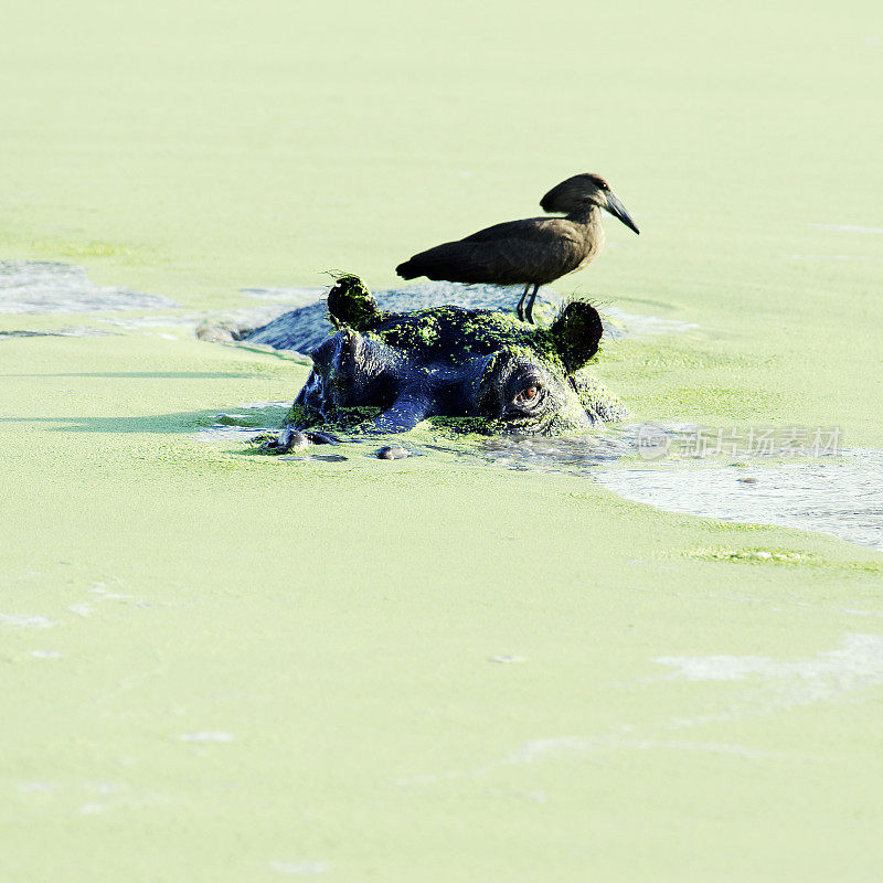 锤头鲨坐在河马的头上，在满是浮萍的绿色水池里，博茨瓦纳