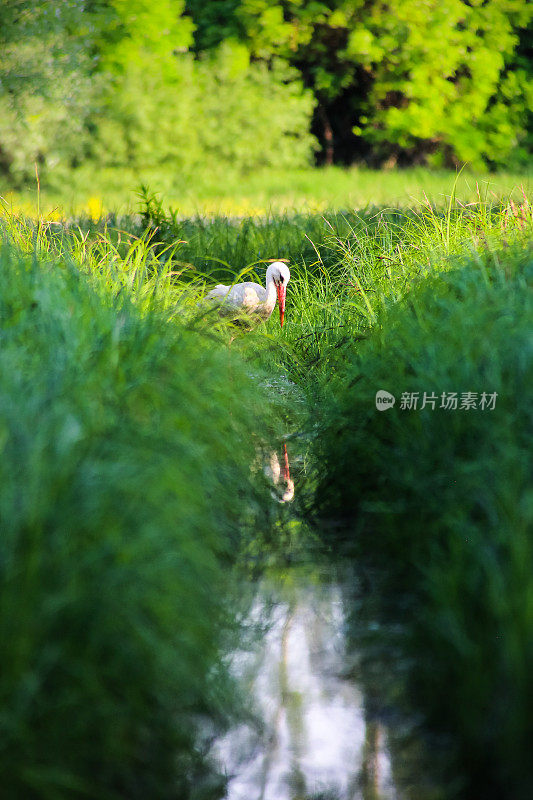 在多瑙河湿地的高草中狩猎的鹳