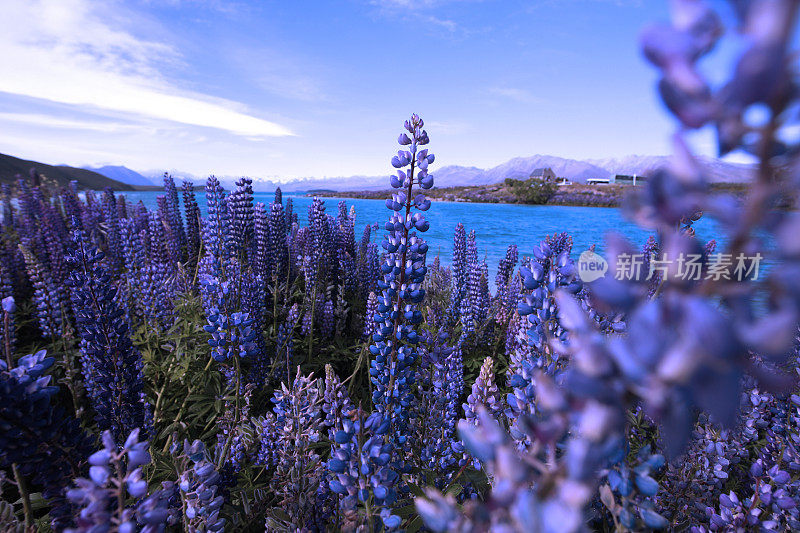 特卡波湖的Lupins