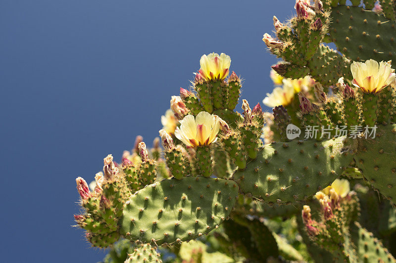 仙人掌开花