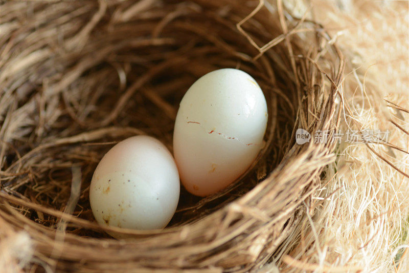 一种家雀的两个蛋里的鸟巢