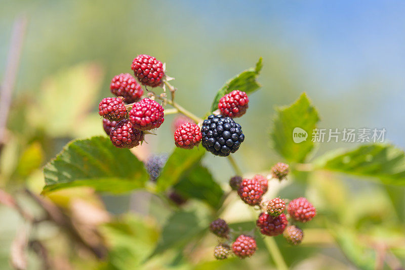 花园里有新鲜、成熟和未成熟的黑莓