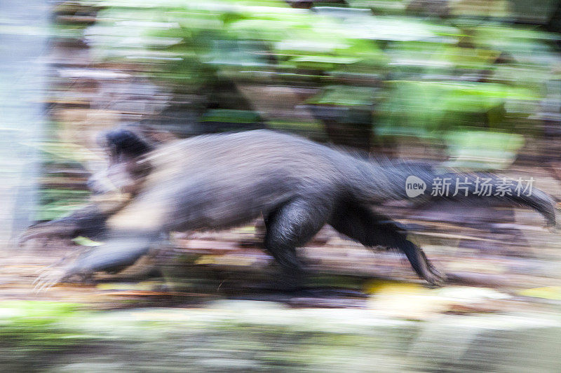 奔跑的黑卷尾猴