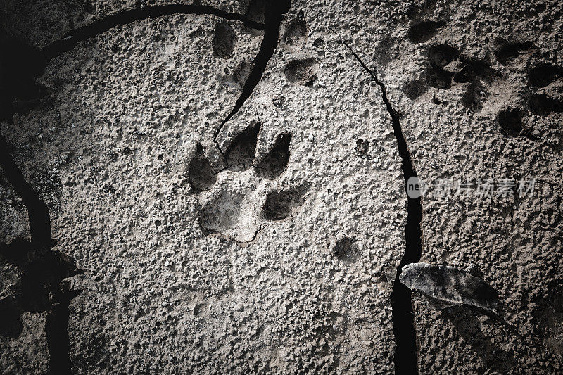 裂缝地面上狗脚印的特写。