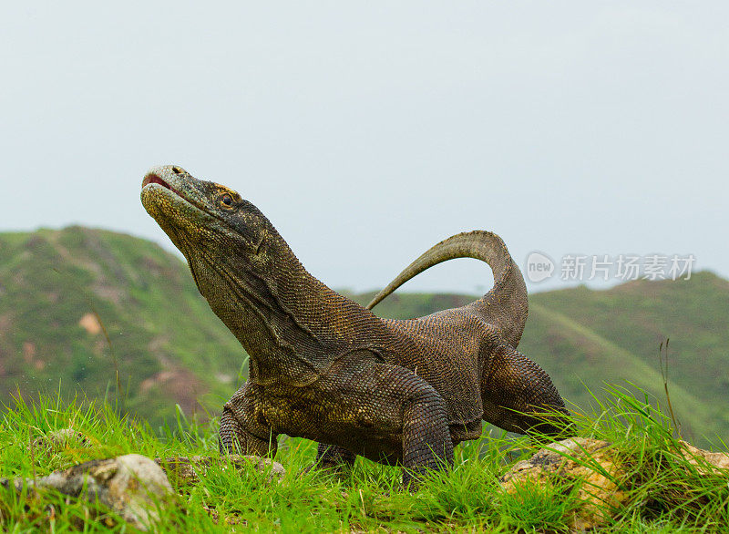 科莫多龙坐在地上，背景是令人惊叹的风景。