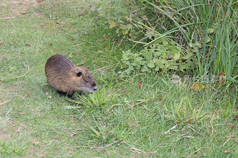 Coypu(心肌鼠)，也就是海狸鼠(法语为Ragondin)