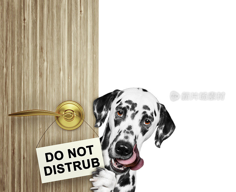 快乐的斑点狗从门后向外张望。孤立在白色