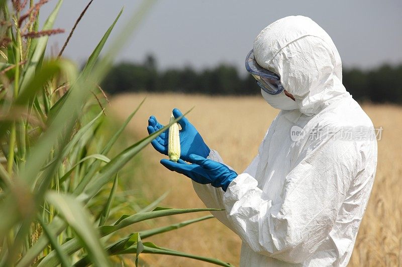 生物技术工程师在田间检查未成熟的玉米芯