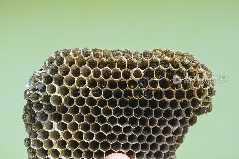 马蜂窝是储存蜂蜜的蜂巢。Vespiary