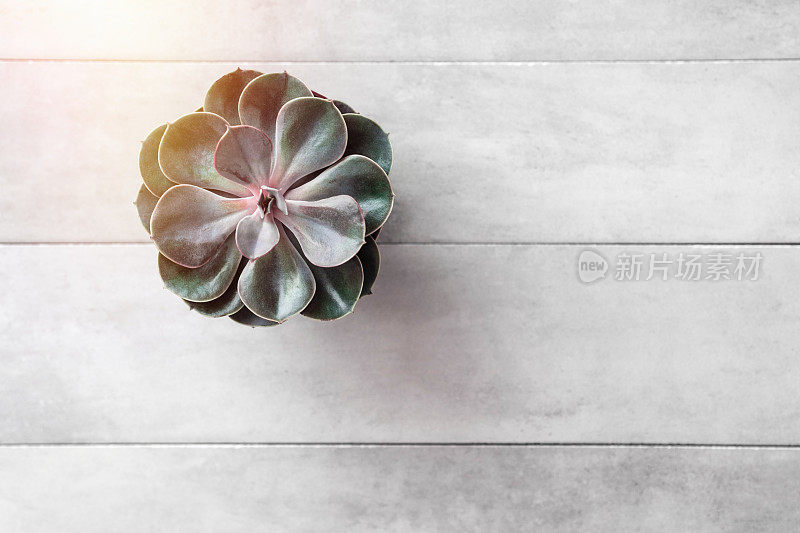 灰色混凝土桌上的仙人掌或肉质花盆