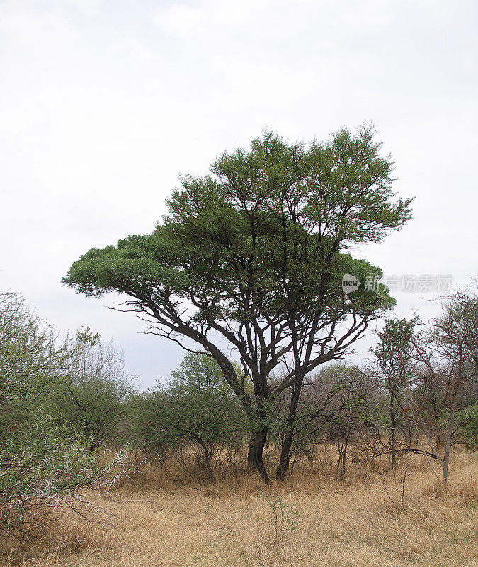 非洲灌木草原农场上的高大树木