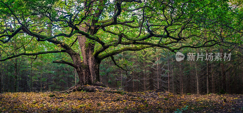 芬兰秋日风景优美的大橡树。这棵橡树已经有四百多年的历史了。
