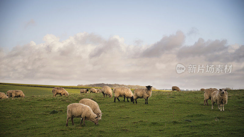 一群羊在春天阳光明媚的英国农场乡村风光中