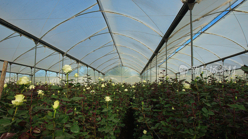 在一个被半透明塑料覆盖的温室内，种植着长茎的白玫瑰