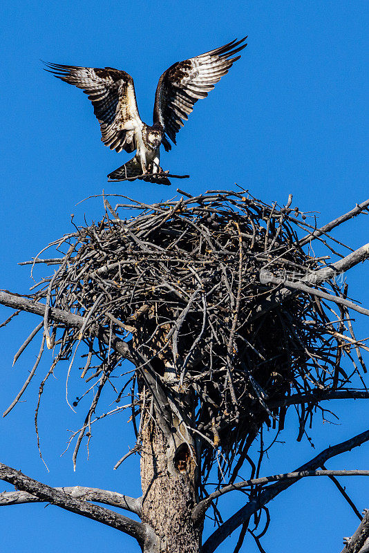 鱼鹰带着更多的材料降落在巢中