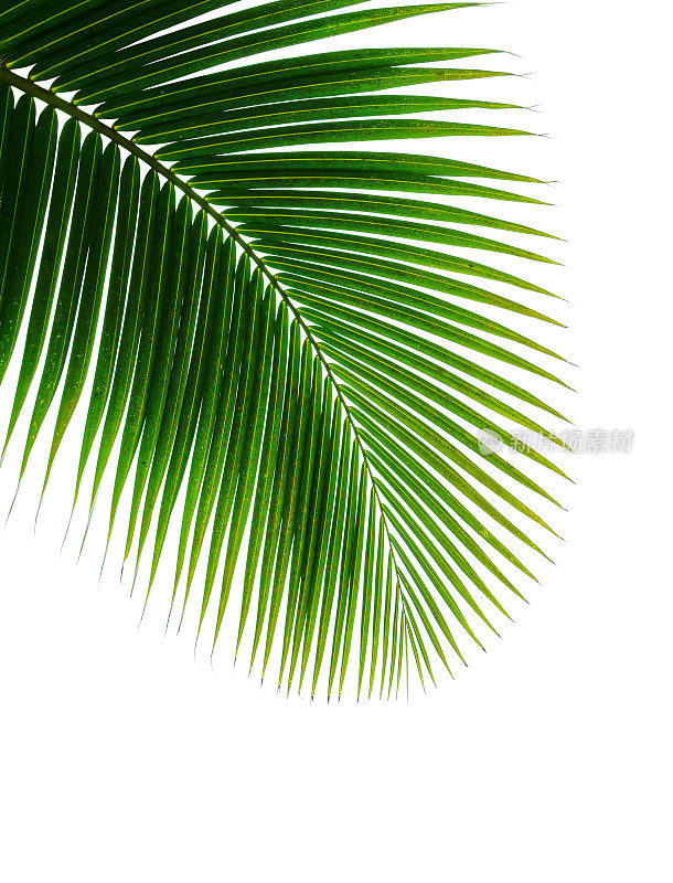 在白色上孤立的热带椰子棕榈叶