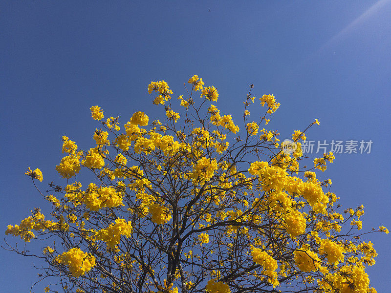 花树_巴西黄冰