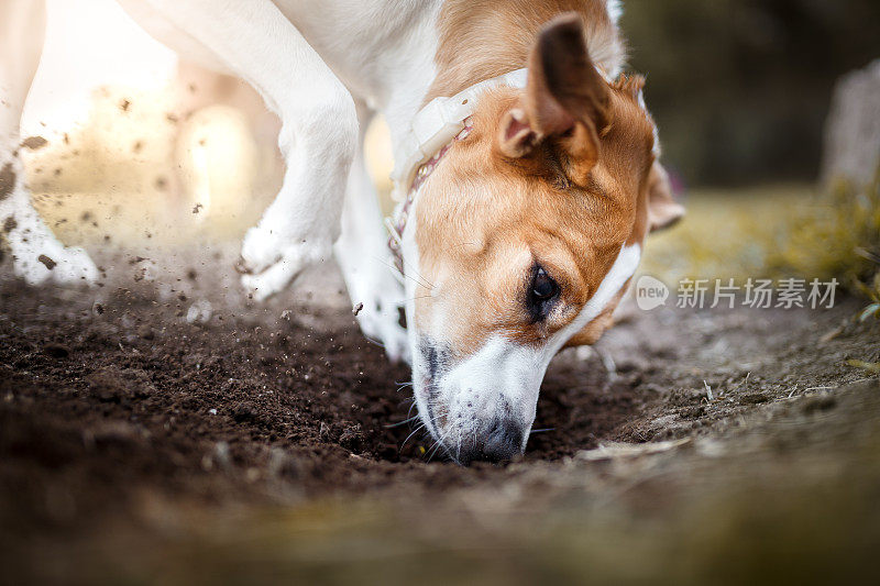 狗在挖洞
