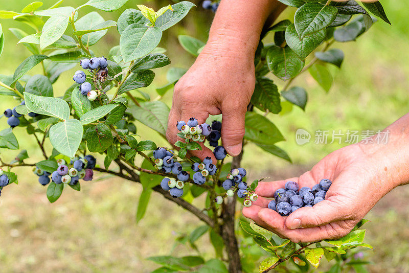 采摘蓝莓的妇女，近距离的手和浆果生长在灌木丛，季节性的蓝莓收获