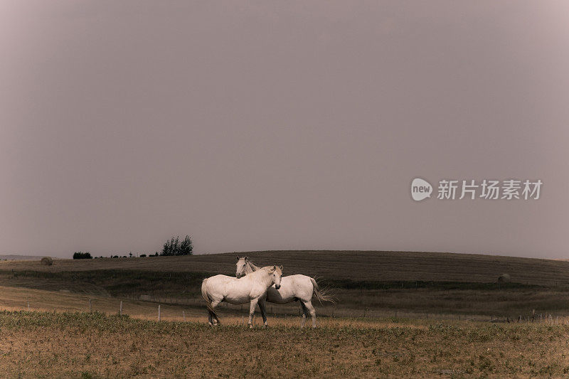 在阿尔伯塔省农村的田野里拥抱马匹
