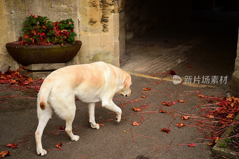 英国的拉布拉多寻回犬