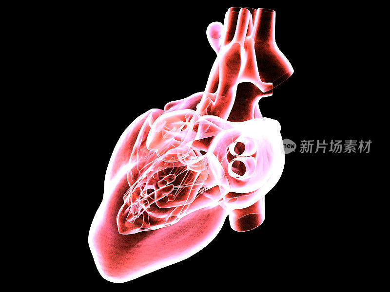 人类心脏的MRI扫描