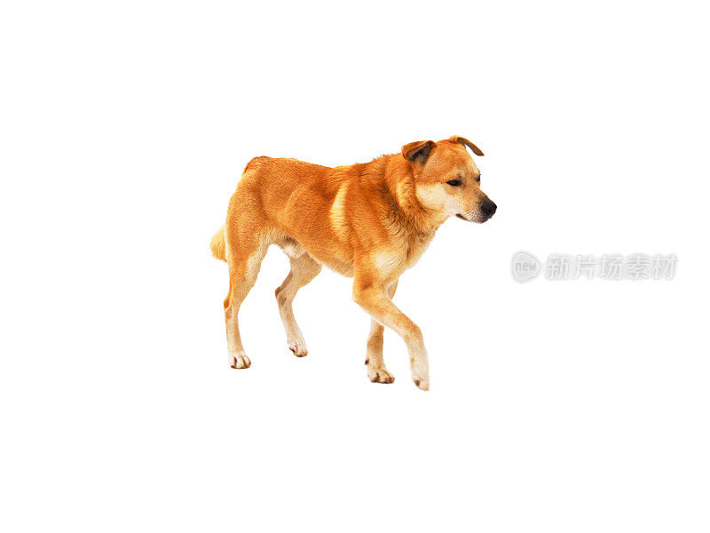 黄色的狗孤立地走在白色的背景上。2018年中国新年。橘色的狗
