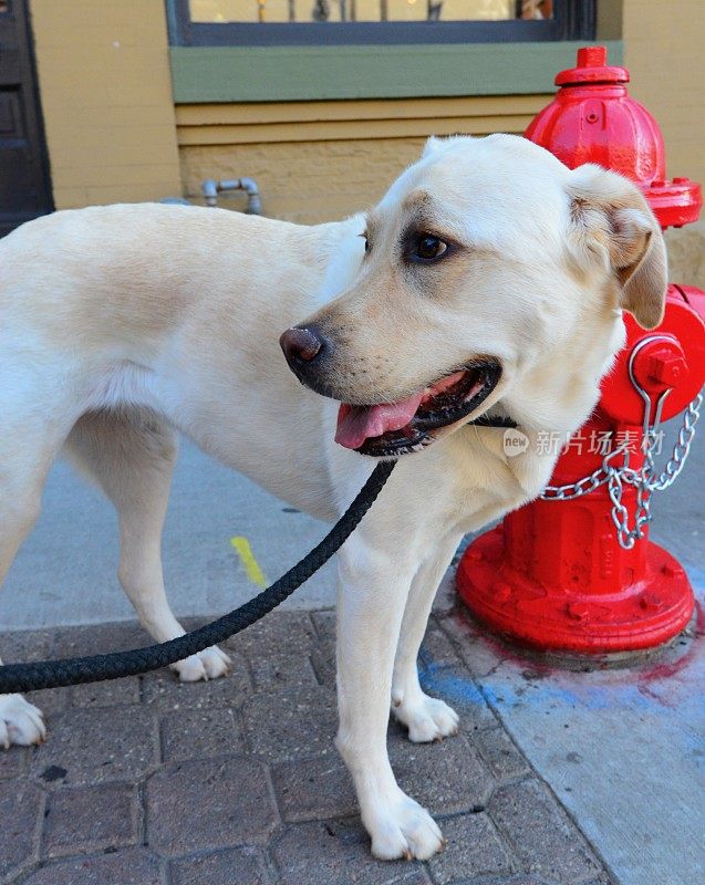 拉布拉多寻回犬和消防栓